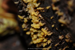 Calocera glossoides