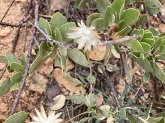 Stenotus armerioides