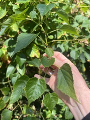 Ampelopsis cordata