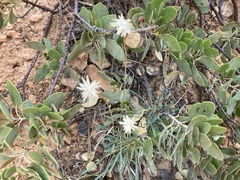 Stenotus armerioides