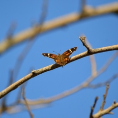 Libytheana carinenta mexicana