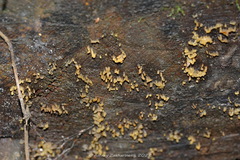 Calocera glossoides