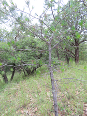 Pinus cembroides bicolor