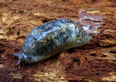 Philomycus carolinianus