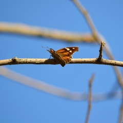 Libytheana carinenta mexicana