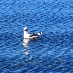Larus schistisagus