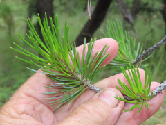 Pinus cembroides bicolor