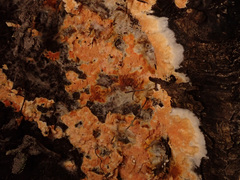 Leucogyrophana mollusca