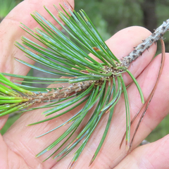 Pinus cembroides bicolor