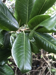 Planchonella costata