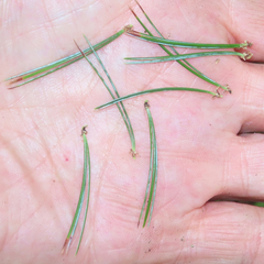 Pinus cembroides bicolor