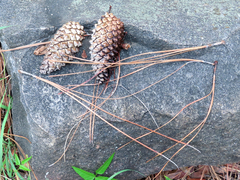 Pinus engelmannii