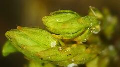 Nyholmiella obtusifolia