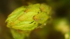 Nyholmiella obtusifolia