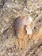 Reticularia splendens