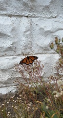 Danaus plexippus