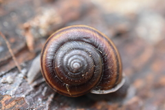 Helminthoglypta dupetithouarsi