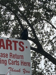 Quiscalus major westoni