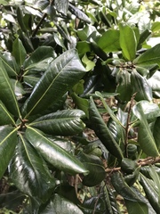 Planchonella costata