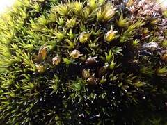 Schistidium apocarpum