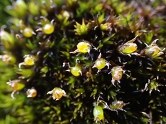 Schistidium apocarpum