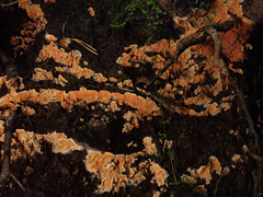Leucogyrophana mollusca