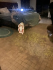 Hyperolius marmoratus