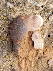 Reticularia splendens