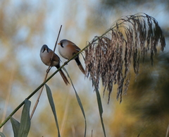 Panurus biarmicus