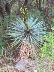 Yucca schottii