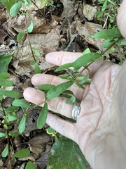 Hypericum hypericoides