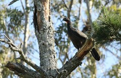 Penelope obscura