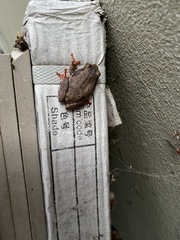 Hyperolius marmoratus