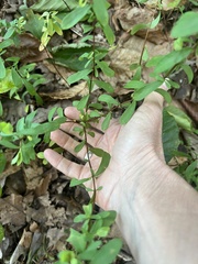 Hypericum hypericoides