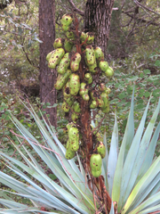 Yucca schottii