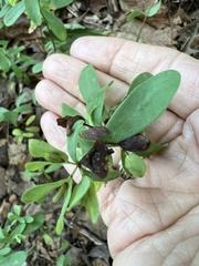 Hypericum hypericoides