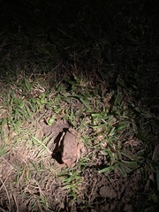 Hyperolius marmoratus