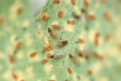 Phylloxera quercus