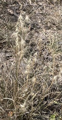 Bouteloua rigidiseta
