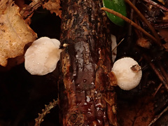Panellus mitis