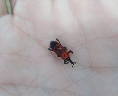 Rhodobaenus