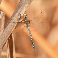 Rhionaeschna absoluta