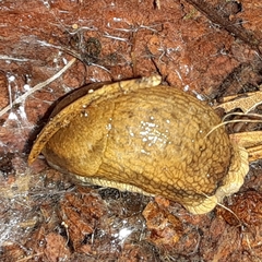Arionoidea