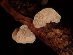 Panellus mitis