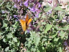 Hylephila phyleus