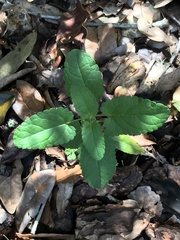 Stachys floridana