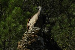 Gyps fulvus fulvus