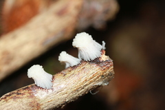 Stemonitis