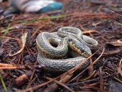 Thamnophis scalaris