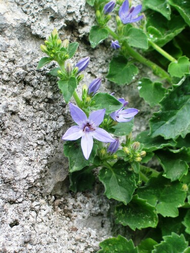 Image of Campanula fenestrellata by (c) Flora_DUMO, some rights reserved (CC BY)